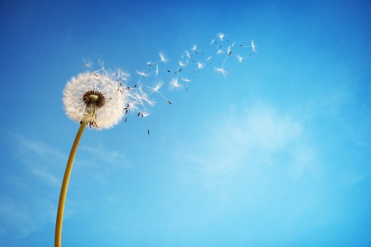 Dandelion with seeds blowing away in the wind across a clear blu